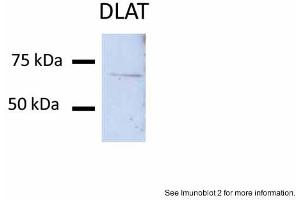 Sample Type: Huh7 lysate (50ug)Primary Antibody Dilution: 1:200Image Submitted By: Partha KasturiUniversity of Kansas Medical Center (DLAT Antikörper  (N-Term))