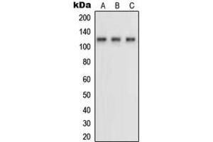 Western blot analysis of Neuropilin 1 expression in HUVEC (A), MDAMB231 (B), COS7 (C) whole cell lysates. (Neuropilin 1 Antikörper  (Center))