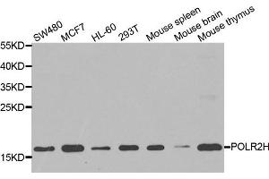 Western blot analysis of extracts of various cell lines, using POLR2H antibody. (POLR2H Antikörper)