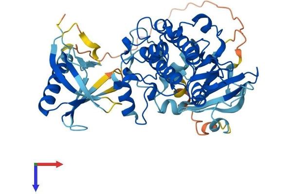 AKT2 Protein (AA 1-481) (His tag)