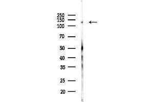 Western blot analysis of lysates from Mouse brain, using Phospho-N Cadherin (Tyr820) Antibody at 1/1000 dilution.