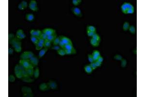 Immunofluorescence (IF) image for anti-NDRG Family Member 4 (NDRG4) (AA 210-331) antibody (ABIN7165855)