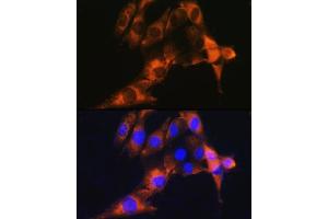 Immunofluorescence (IF) image for anti-Alanyl (Membrane) Aminopeptidase (ANPEP) (AA 668-967) antibody (ABIN6136911)