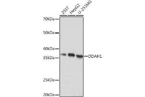 Western blot analysis of extracts of various cell lines, using DD Rabbit mAb (ABIN7266778) at 1:1000 dilution. (DDAH1 Antikörper)
