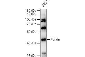Western blot analysis of extracts of 293T cells, using Parkin antibody  at 1:500 dilution.