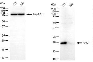 Western blotting analysis using RAC1 antibody (ABIN7800112).