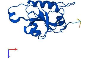 FUOM Protein (AA 1-154) (His tag)