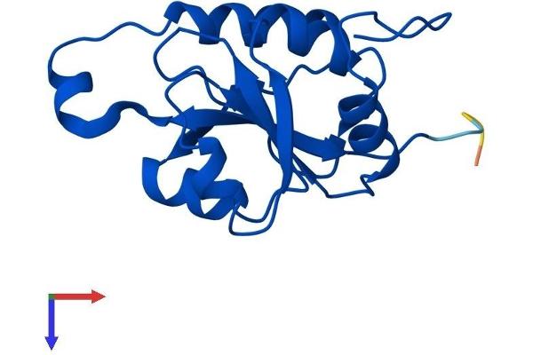 FUOM Protein (AA 1-154) (His tag)