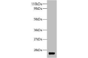 Western blot All lanes: trxA antibody at 2 μg/mL + DH5α whole cell lysate Secondary Goat polyclonal to rabbit IgG at 1/10000 dilution Predicted band size: 12 kDa Observed band size: 12 kDa (TrxA (AA 2-109) Antikörper)