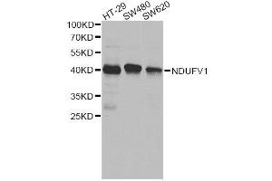 Western blot analysis of extracts of various cell lines, using NDUFV1 antibody. (NDUFV1 Antikörper  (AA 1-250))
