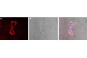 Expression of Glutamate receptor δ2 in rat PC12 cells - Cell surface detection of GluD2 in live intact rat PC12 pheochromocytoma cells. (GRID2 Antikörper  (Extracellular, N-Term))