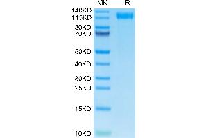 SDS-PAGE (SDS) image for VEGF Receptor 2 (VEGFR2) (AA 20-762) protein (His tag) (ABIN7275841)