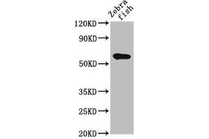 Western Blot Positive WB detected in: Zebrafish tissue All lanes: src antibody at 2 μg/mL Secondary Goat polyclonal to rabbit IgG at 1/50000 dilution Predicted band size: 61 kDa Observed band size: 61 kDa (Src Antikörper  (AA 2-146))