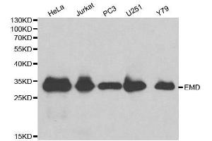 Western blot analysis of extracts of various cell lines, using EMD antibody. (Emerin Antikörper  (AA 1-220))