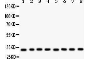 Anti- SMN1/2 Picoband antibody, Western blotting All lanes: Anti SMN1/2 at 0. (SMN1 / SMN2 (AA 22-52), (N-Term) Antikörper)