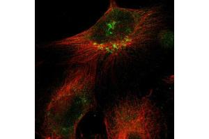 Immunofluorescent staining of U251 cells using SIK2 polyclonal antibody  shows positivity in the Golgi apparatus (green).