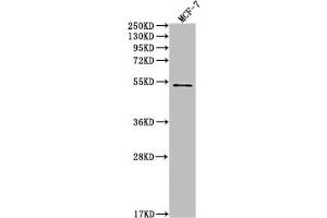Western Blot Positive WB detected in: MCF-7 whole cell lysate All lanes: PD1 antibody at 1:2000 Secondary Goat polyclonal to rabbit IgG at 1/50000 dilution Predicted band size: 32 KDa Observed band size: 32 kDa (Rekombinanter PD-1 Antikörper)