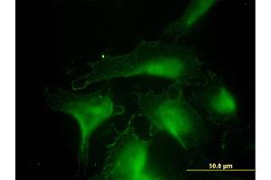 Immunofluorescence of monoclonal antibody to DNAJA4 on HeLa cell. (DNAJA4 Antikörper  (AA 1-397))