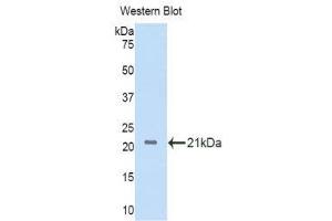 Western Blotting (WB) image for anti-Interleukin 11 Receptor, alpha (IL11RA) (AA 59-217) antibody (ABIN1859333) (IL11RA Antikörper  (AA 59-217))