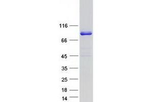 Validation with Western Blot (NHLRC2 Protein (Myc-DYKDDDDK Tag))