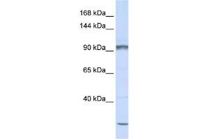 WB Suggested Anti-PCDHAC2 Antibody Titration:  0. (PCDHAC2 Antikörper  (N-Term))