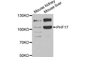 Western blot analysis of extracts of various cell lines, using JADE1 antibody (ABIN5973751) at 1/1000 dilution. (PHF17 Antikörper)