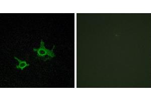 Peptide - +Western blot analysis of extracts from RAW264. (FZD3 Antikörper  (Internal Region))