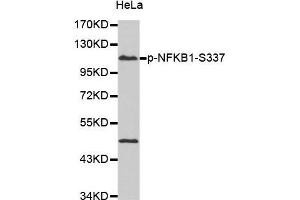 Western Blotting (WB) image for anti-Nuclear Factor of kappa Light Polypeptide Gene Enhancer in B-Cells 1 (NFKB1) (pSer337) antibody (ABIN3019578) (NFKB1 Antikörper  (pSer337))