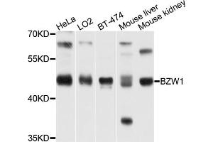 Western blot analysis of extracts of various cell lines, using BZW1 antibody (ABIN1875479) at 1:1000 dilution. (BZW1 Antikörper)