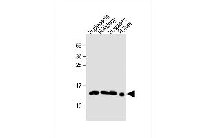Hemoglobin, epsilon 1 (HBe1) (AA 55-83) Antikörper