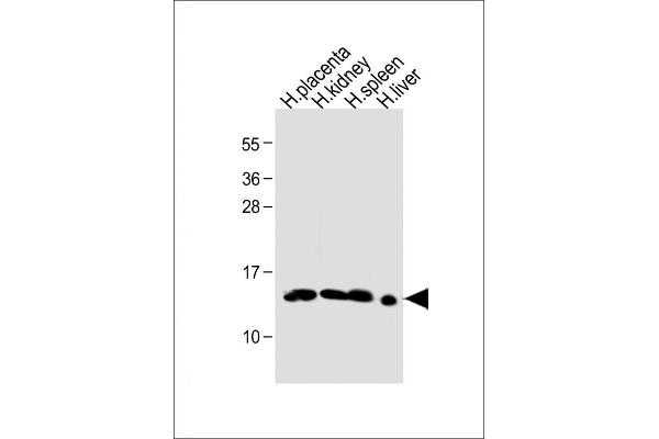 Hemoglobin, epsilon 1 (HBe1) (AA 55-83) Antikörper
