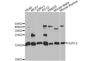 Western blot analysis of extracts of various cell lines, using H2AFZ antibody (ABIN2562983) at 1:1000 dilution.
