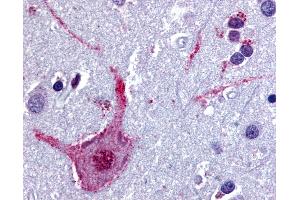Anti-CHRM3 / M3 antibody IHC of human brain, cortex. (CHRM3 Antikörper  (Cytoplasmic Domain))