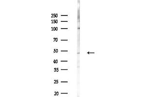 Western blot analysis of lysates from F10-LUC cells(LPS,4h treatment), using TIAL1 Antibody at 1/1000 dilution.