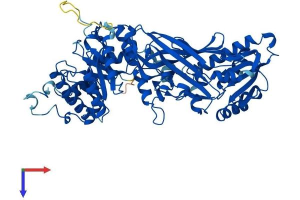PRMT5 Protein (AA 1-637) (His tag)