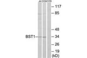 Western blot analysis of extracts from COS7/Jurkat cells, using BST1 Antibody.