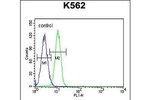 G6PC Antibody (Center) (ABIN651417 and ABIN2840227) flow cytometric analysis of K562 cells (right histogram) compared to a negative control cell (left histogram). (G6PC Antikörper  (AA 123-149))