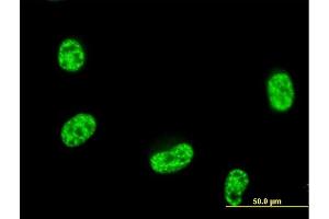 Immunofluorescence of purified MaxPab antibody to SEPT12 on HeLa cell. (Septin 12 Antikörper  (AA 1-358))