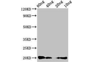 Western Blot Positive WB detected in Recombinant protein All lanes: CALCA antibody at 3 μg/mL Secondary Goat polyclonal to rabbit IgG at 1/50000 dilution Predicted band size: 20 kDa Observed band size: 20 kDa (CGRP Antikörper  (AA 85-116))