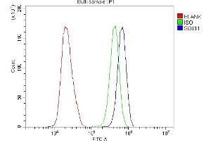 Flow Cytometry analysis of Hela cells using anti-SOX11 antibody (ABIN7599320). (SOX11 Antikörper  (AA 1-374))