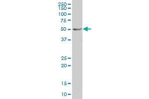 BRF2 polyclonal antibody (A01), Lot # 060707JCS1. (BRF2 Antikörper  (AA 1-100))