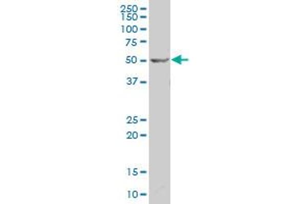 BRF2 antibody  (AA 1-100)
