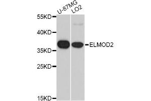 Western blot analysis of extracts of various cell lines, using ELMOD2 antibody. (ELMOD2 Antikörper)