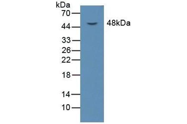 OLR1 antibody  (AA 51-314)