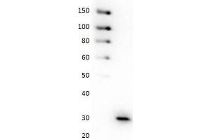 Western Blot of Anti-GFP HRP Conjugated Antibody Western Blot of Anti-GFP Monoclonal Antibody Peroxidase Conjugate. (GFP Antikörper  (HRP))