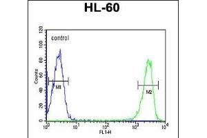 KIR2DS3 Antibody (C-term) (ABIN651950 and ABIN2840472) flow cytometric analysis of HL-60 cells (right histogram) compared to a negative control cell (left histogram). (KIR2DS3 Antikörper  (C-Term))