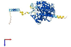 GCNT4 Protein (AA 1-455) (His tag)