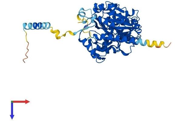 GCNT4 Protein (AA 1-455) (His tag)