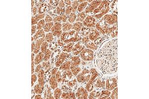 Immunohistochemical analysis of paraffin-embedded Human kidney tissue using A performed on the Leica® BOND RXm. (Sclerostin Antikörper  (N-Term))