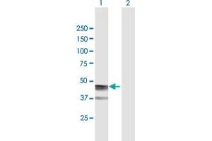 Western Blot analysis of ASPN expression in transfected 293T cell line by ASPN MaxPab polyclonal antibody. (Asporin Antikörper  (AA 1-384))